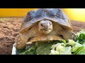 Tortoise rice scene that can be seen forever