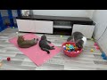 New Funny Animals 🤣 Funniest Cats and Dogs Videos 😹🐶 Part 8