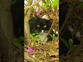 #roadcat: 아파트 풀숲에서 쉬고있는 흰색얼룩 검은 길고양이 🐈 墓