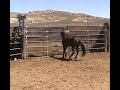 #2445 7yr old blk mare, Silver king, NV