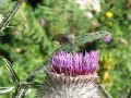 Hummingbird Hawk-moth