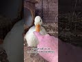 How to boop a duck (A tutorial)