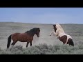 Wild Horses in Action Wild Mustang Stallions and Mares of the West by Karen King