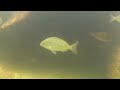 Destin Snorkeling - Jetty East 7/7