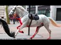 London: Run Away Horses Finally Rescued