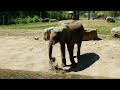 Elephant @ Kansas City Zoo