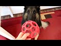 8 Things to Know Before Getting a Belgian Shepherd Dog