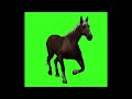 Green screen horse animal walk or run animation for cartoon video.