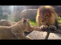 【旭山動物園】ママに怒られたら逃げるが勝ち！子煩悩ぱぱオリト🦁しっかりままイオ🐱パパ大好きフウ🐱レイ🐱イト🐱(11/11) [Asahiyama Zoo]  Lion, Orito's Family.