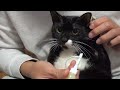 Cure cat with skin problems with cat shampoo.