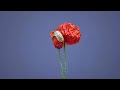 Cute Poppy flower||cutest opium flower