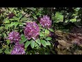 Rhododendron Paradise: Virtual Tour in Mississauga. Virtual Walking Around the World, Canada.