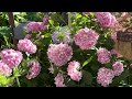 #12 CÁCH CHĂM SÓC CÂY HOA CẨM TÚ CẦU ( HYDRANGEA PLANT) RA HOA DẦY ĐẶT.