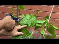 পুঁই শাক হারভেষ্ট puishak Cutting Video Malabar Spinach Harvest /Shokher Bagan 2023 Part 3