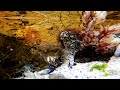 Sea Anemones and rock pool life - South Peninsula Misty Cliffs