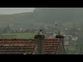 A blackbird sings on a rainy day in Chauffailles.