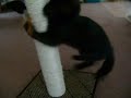 Colette the Kitten Playing