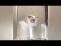 🤣😹 Funny Dog And Cat Videos 🐶😂 New Funny Animals 2024 # 0