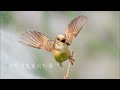 【天籟鳥音~黃頭扇尾鶯】15分鐘(15 minutes) 黃頭扇尾鶯的叫聲/Sound of Cisticola exilis.