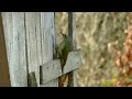 Grey headed woodpecker, Liplje Sumadija Serbia