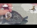 【腹筋崩壊】乗りこなしすぎw世界一〇〇なクサガメ軍曹🐢🛹【 turtle on a skateboard】