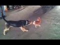 Wicked chicken vs dog