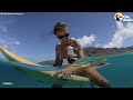 This Hawaiian Cat Loves Surfing With His Parents | The Dodo