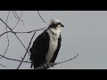 Osprey Perching, Eats Fresh Fish