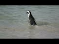 Penguins @ Boulders Beach (South Africa)