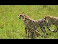 EXPLORE JUNGLE WILDLIFE 4K HDR | with Catchy Cinematic Music (Colorful Animal Life)