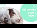 Goat Names 🐐 -  33 Most Popular Names for Goats | PetPress