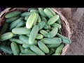 Harvesting a Cucumber 🥒