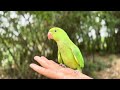 Ringneck Parrot 🦜🦜 Videos Compilation | Taking Parrots
