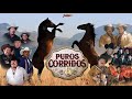 Puros Corridos - Ramon Ayala, Eliseo Robles, Cadetes De Linares, Terribles, Cachorros y muchos mas!