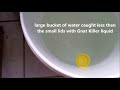 Best Gnat Killer How to get rid of gnats & fruit flies