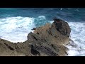 Sea Turtles in Mexico next to a Maya Lighthouse