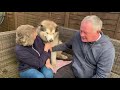 ALASKAN MALAMUTES SO EXCITED TO SEE GRANDPARENTS