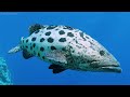 Under Red Sea 4K Ultra HD 🐠 Beautiful Coral Reef Fish in Aquarium, Sea Animals for Relaxation #4