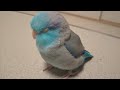 小鳥が迷子になったら…。【練習中】pacific parrotlet