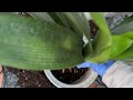 为什么要给君子兰换盆，如何给君子兰换盆? why need to re-pot for clivia? How to re-pot it? (2024)