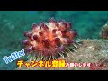 I was stabbed by a deadly poisonous sea urchin! The most dangerous creature divers meet is this one
