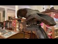 A Tour Of The Sedgwick Museum Of Earth Sciences!