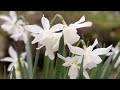 Back garden daffs and bird song