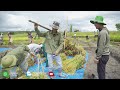 Linh Philip || Team Châu Phi Ra Quân - Ngày Hội Gặt Lúa !!! Tại Việt Phi FARM