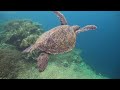 Ocean 4K - Rare & Colorful Sea Life Video - Peaceful Relaxing Music - 4K Video Ultra HD #8