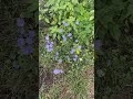 Native wild flower patch