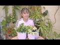 Repot Sessions: Peperomias | Baby Rubber Plant, Rana Verde and Watermelon Peperomias #houseplant