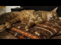 Relax Cat Sleeping Asmr