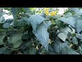 El momento justo para PODAR tus plantas de TOMATE, Y no causarles DAÑOS.