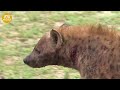 30 Painful Moments! Wild Animals Are Seriously Injured In The Wild, Can They Survive? | Animal Fight